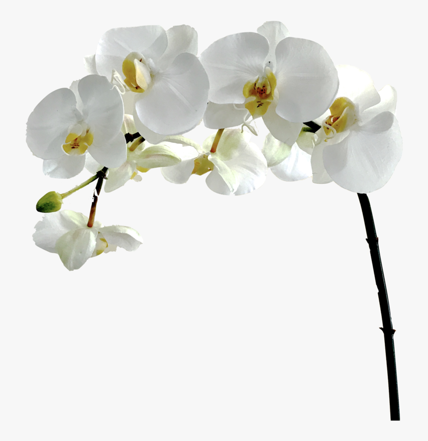 Flower,flowering Plant,moth Orchid,petal,cut Flower,orchids - Orchid Flower White Png, Transparent Png