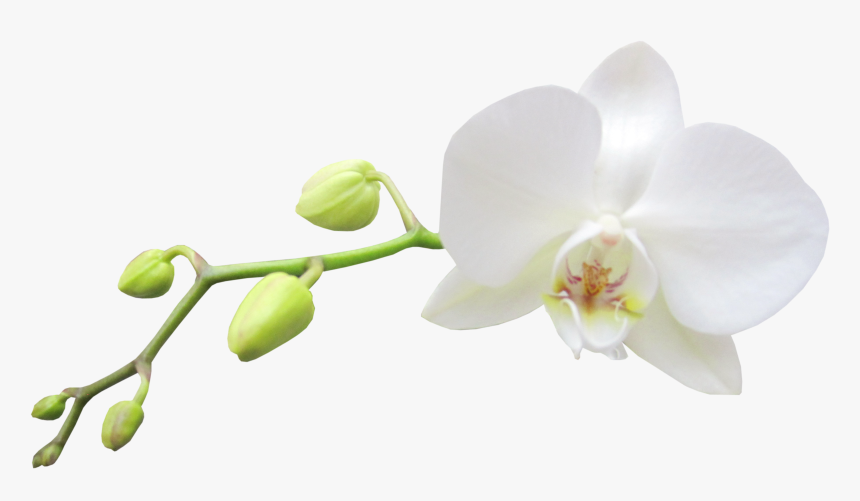 Moth-orchid - White Orchid Flower Png, Transparent Png