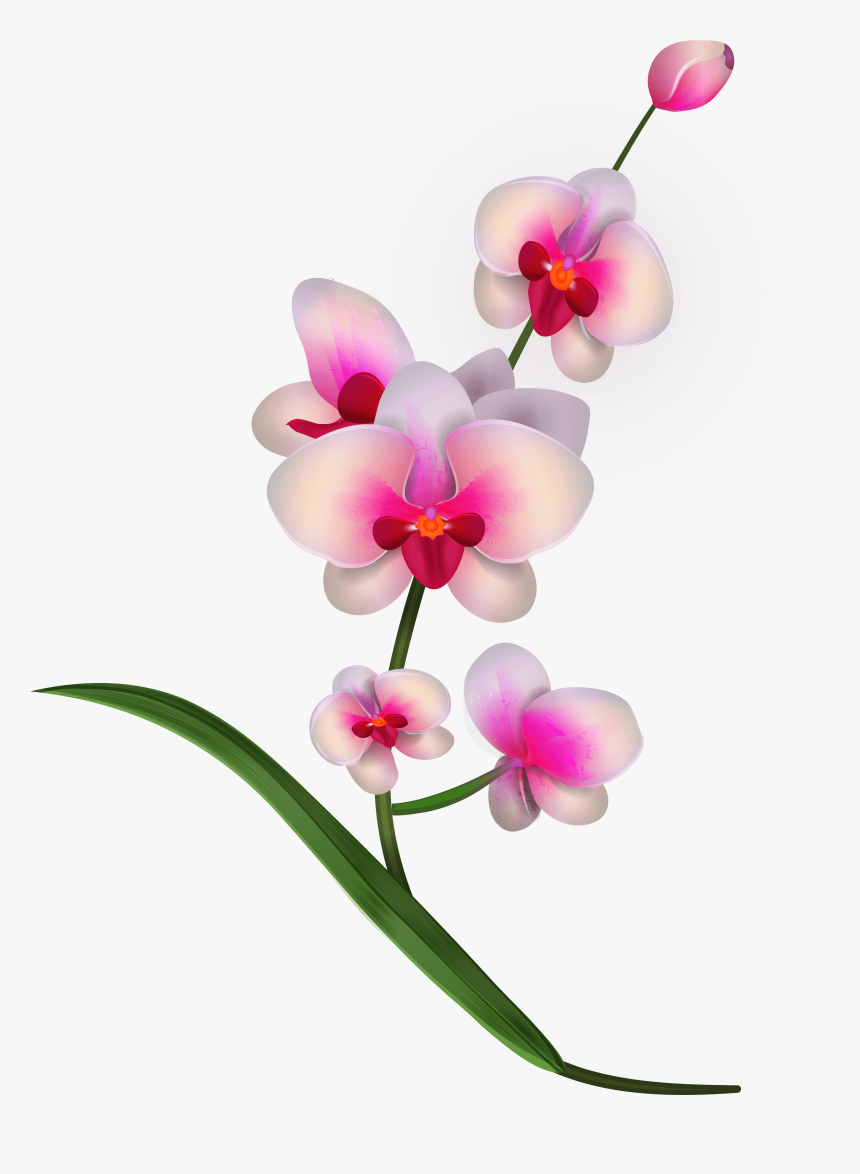 Pink Orchids Png Clipart Transparent Png , Png Download - Clipart Orchid, Png Download