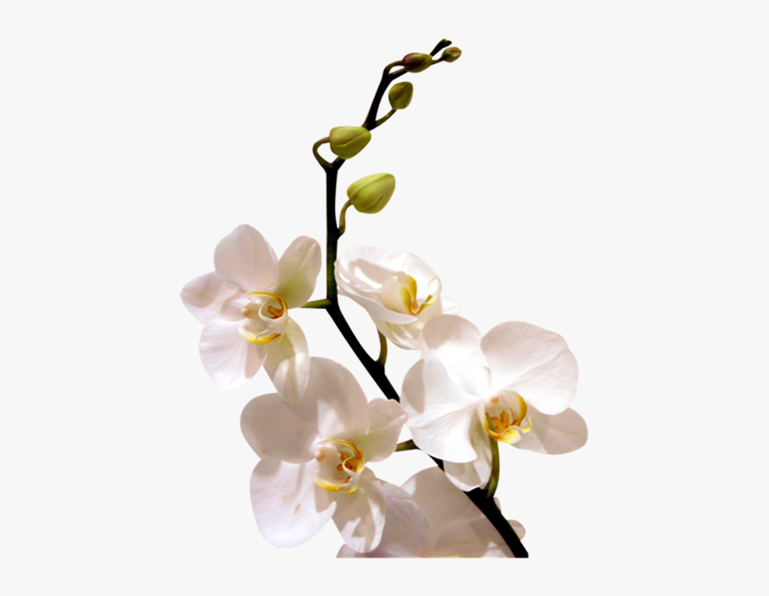 Цветок Орхидеи, Ветка Орхидеи, Белая Орхидея, Orchid - Орхидеи Пнг, HD ...