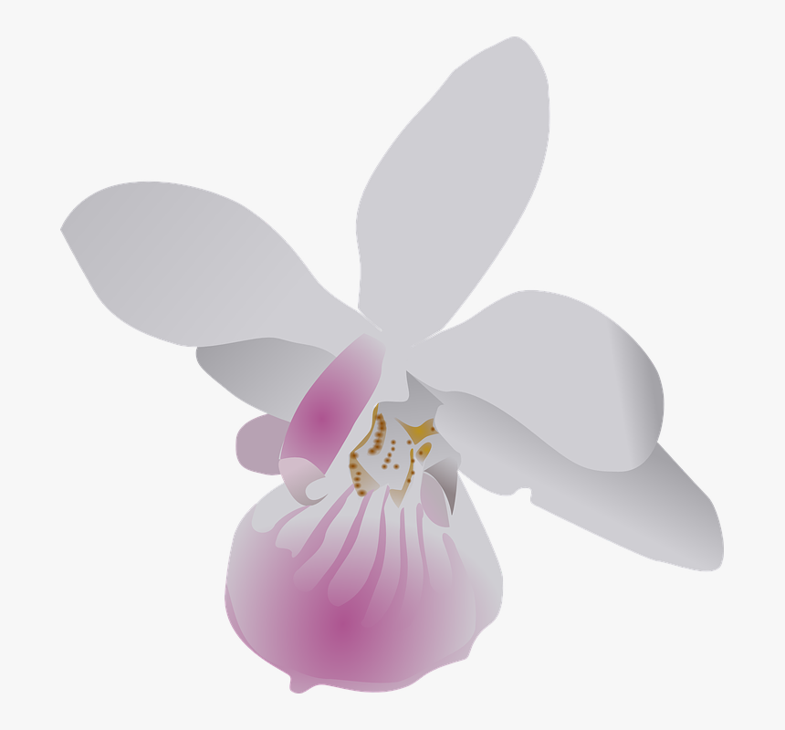 Butterfly, Orchid, Flower, Purple, White, Flora, Floral - Orchid Clip Art, HD Png Download