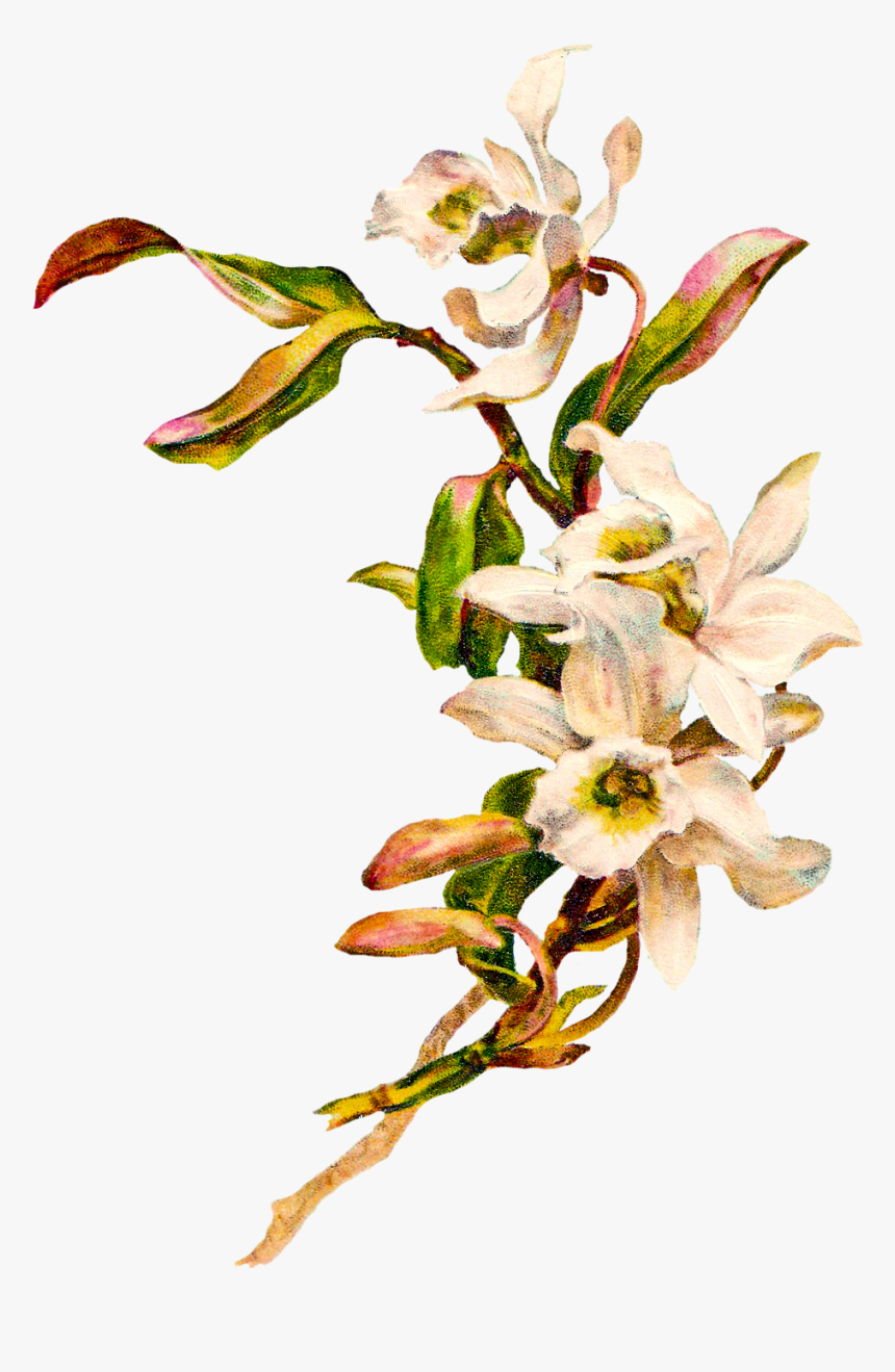 Orchid Flower Clip Art, HD Png Download