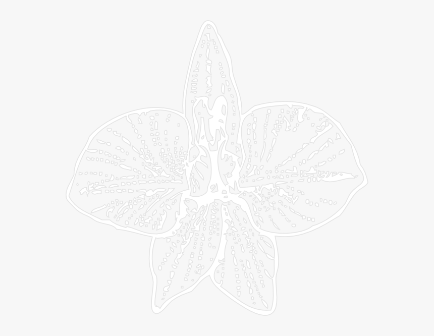 White Orchid Outline Svg Clip Arts - Orchid, HD Png Download