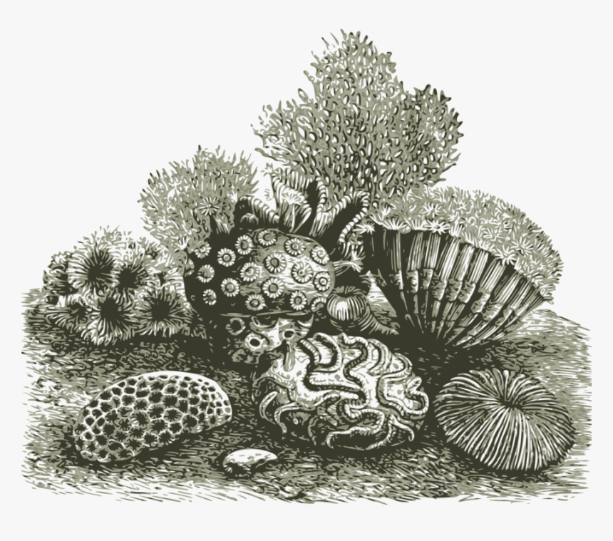 Marine Photography, HD Png Download