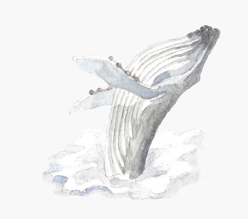 Sketch, HD Png Download