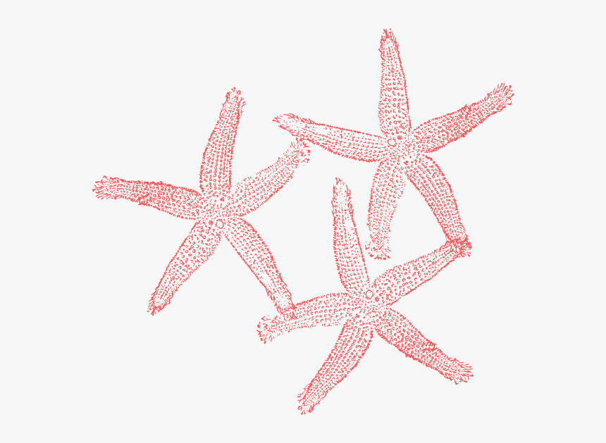 Coral Reef Clip Art Pink - Beach Corals Clip Art, HD Png Download