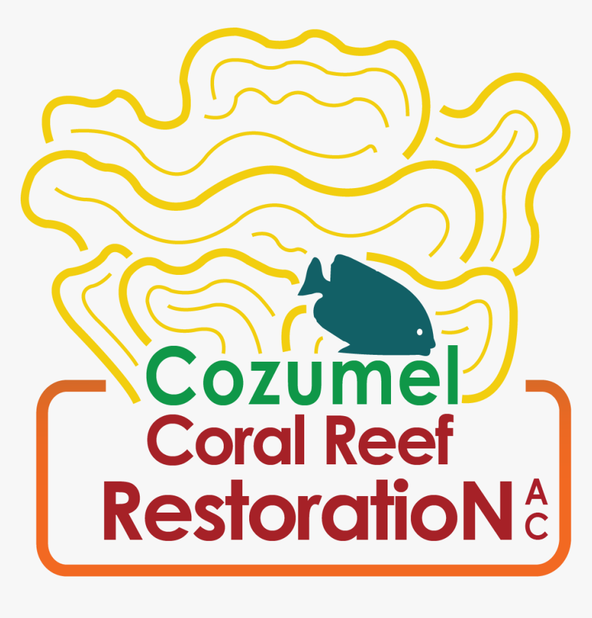 Cozumel Coral Reef Restoration, HD Png Download