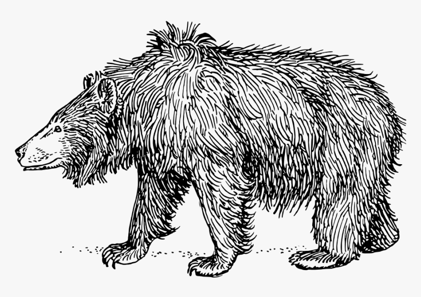 Sloth Bear Svg Clip Arts - Clip Art Sloth Bear, HD Png Download