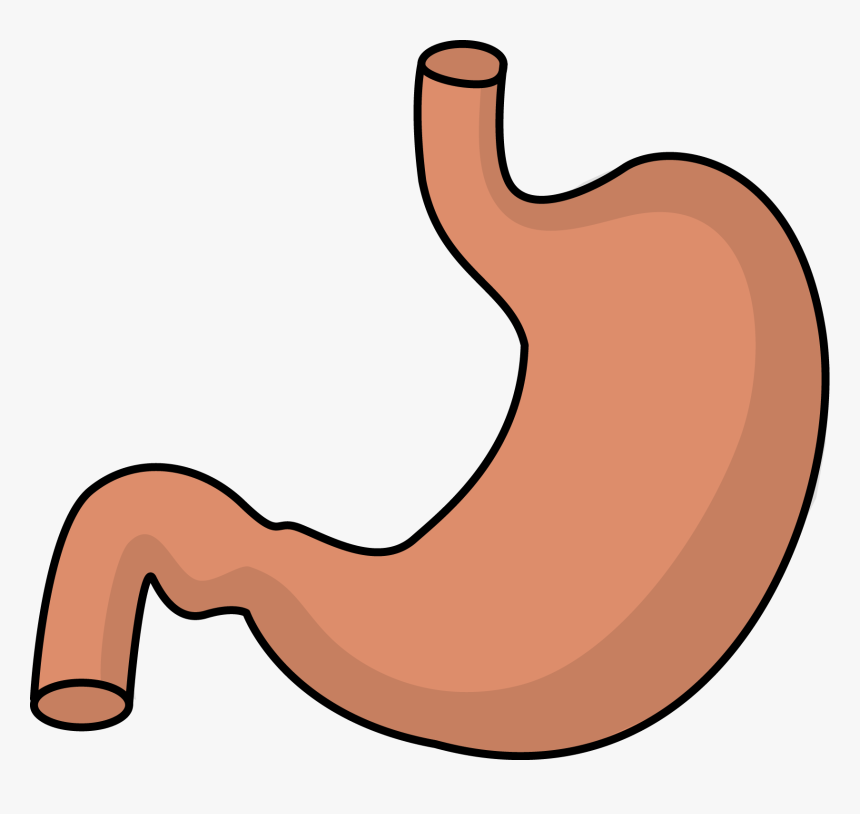 Stomach Clipart, HD Png Download