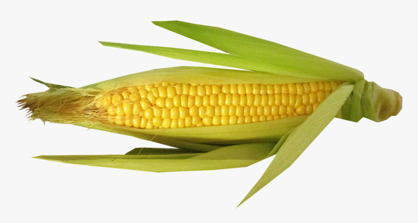 Transparent Corn With Hair , Png Download - Beans On A Cob, Png Download