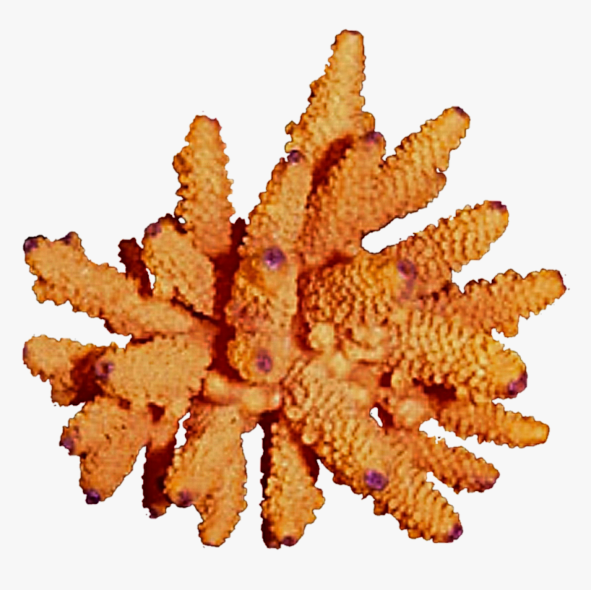 Free Download Orange Coral Png Clipart Coral Reef Clip - Echinoderm, Transparent Png