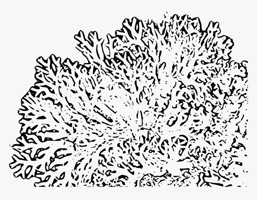 Transparent Coral Reef Clipart Png - Transparent Coral Reef Clipart, Png Download