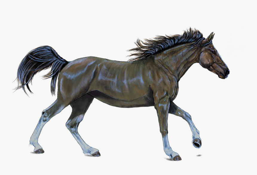 Horse .png, Transparent Png