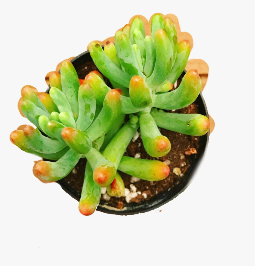 Clip Art Sedum Pachyphyllum Rainbow Jellybean - Ice Plant Family, HD Png Download
