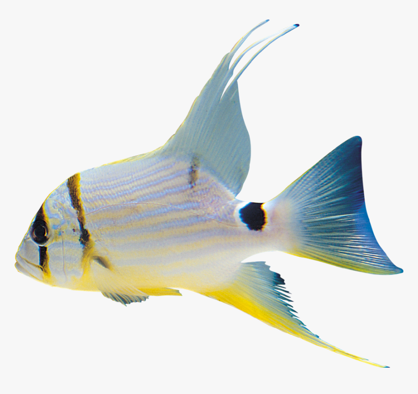 White Fish Clipart Png - Формат Png Рыба, Transparent Png
