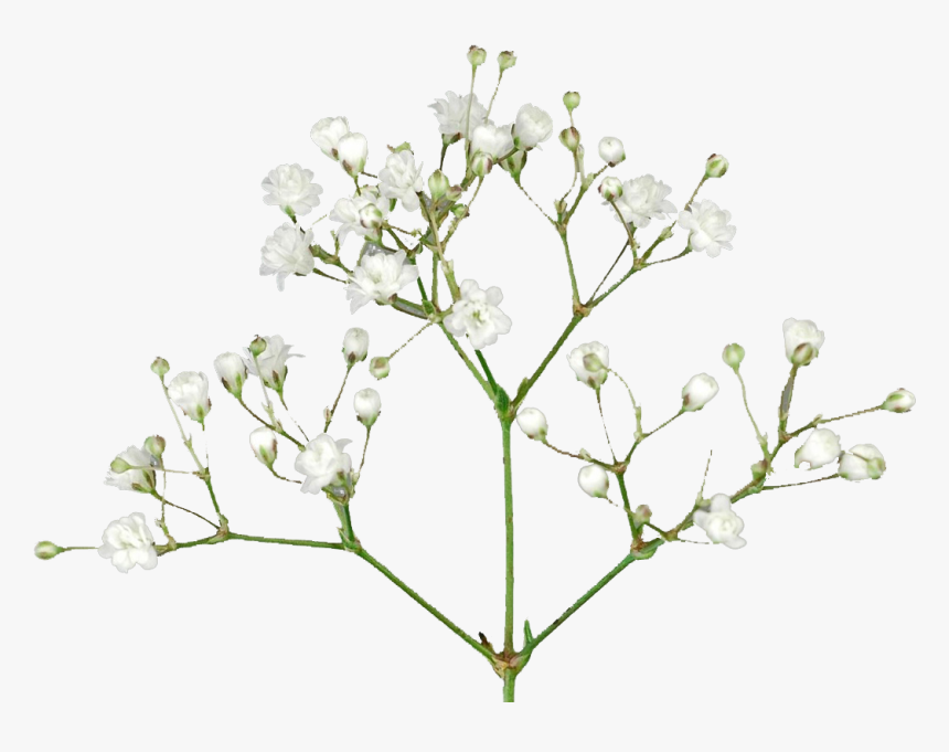 Baby S Breath Flowers Png Free Pic - Baby Breath Flower Png, Transparent Png