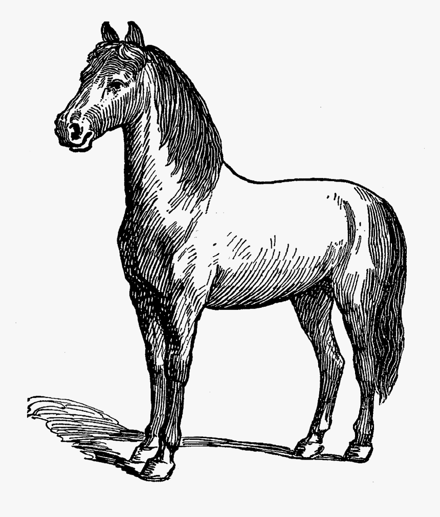 Horse Illustration Download Digital - Mustang Horse, HD Png Download