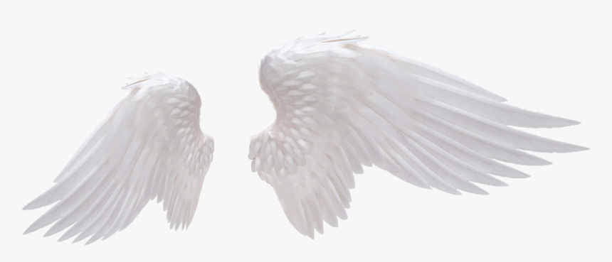 Angel Wings Png - Realistic Angel Wings Png, Transparent Png