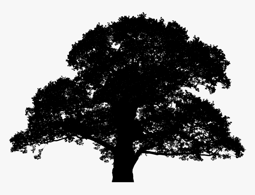 Oak Tree Silhouette Png - Transparent Silhouette Tree Png, Png Download
