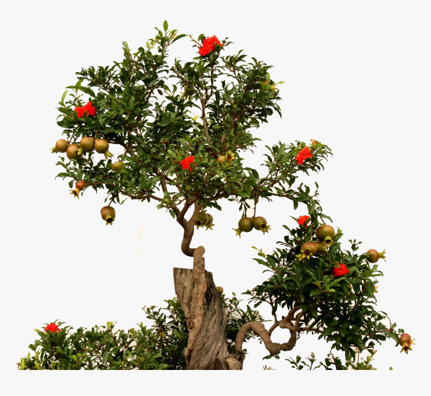 Fruit Root Green - Pomegranate Tree Without Background, HD Png Download