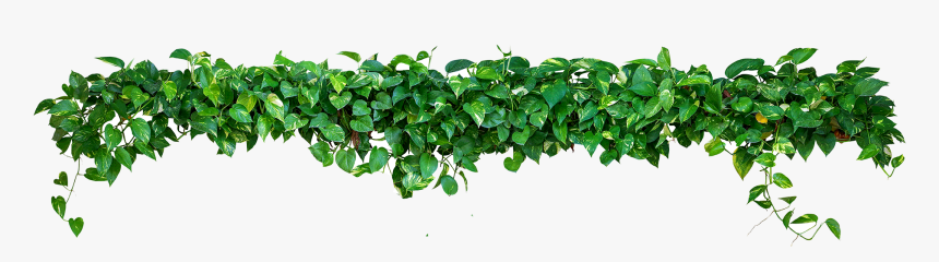 Png Images In Collection - Enredadera Png, Transparent Png