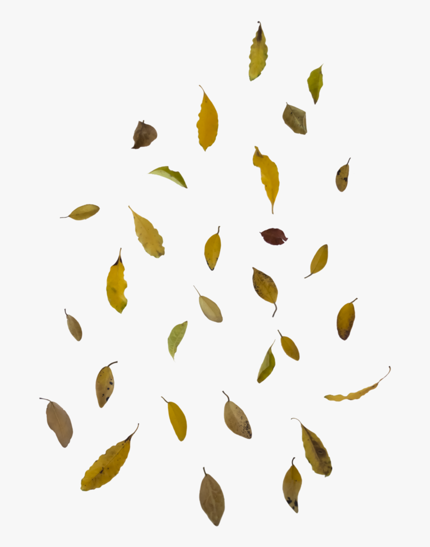 Falling Leaves Png Transparent, Png Download