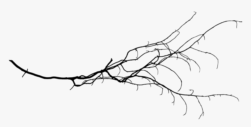 Free Tree Branch Transparent, HD Png Download