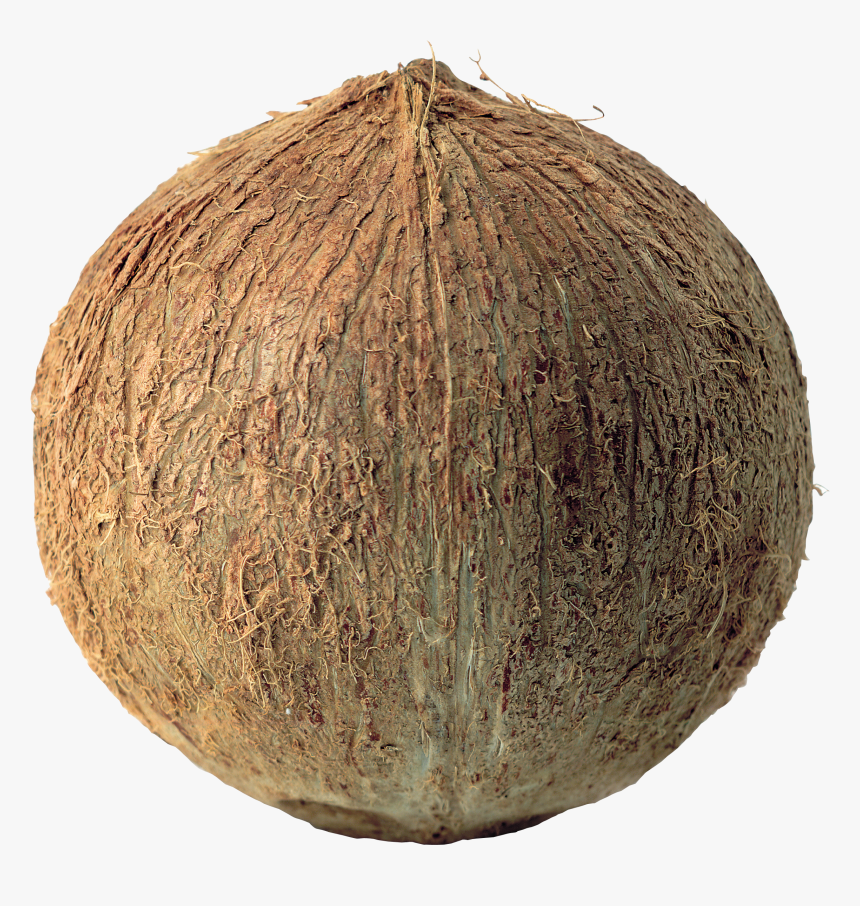 Coconuts Png Image, Transparent Png