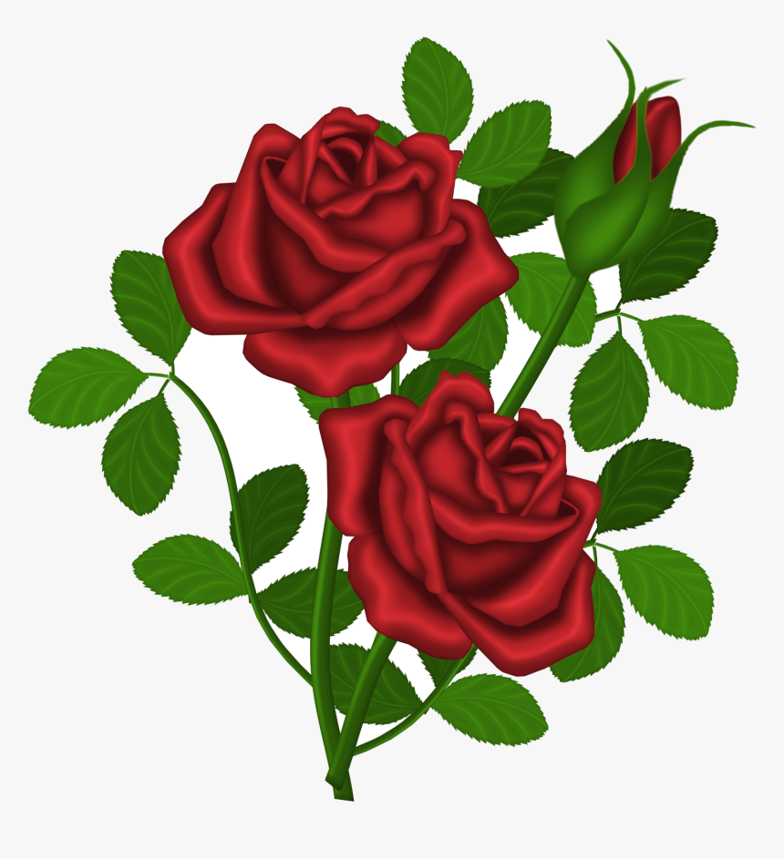 Rose Red Roses Picture Clipart Gallery High-quality - Rose Plant Clipart, HD Png Download