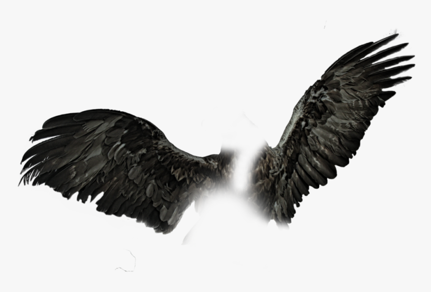 Dark Wings Png Black Wings Pngs - Black Wings Png, Transparent Png