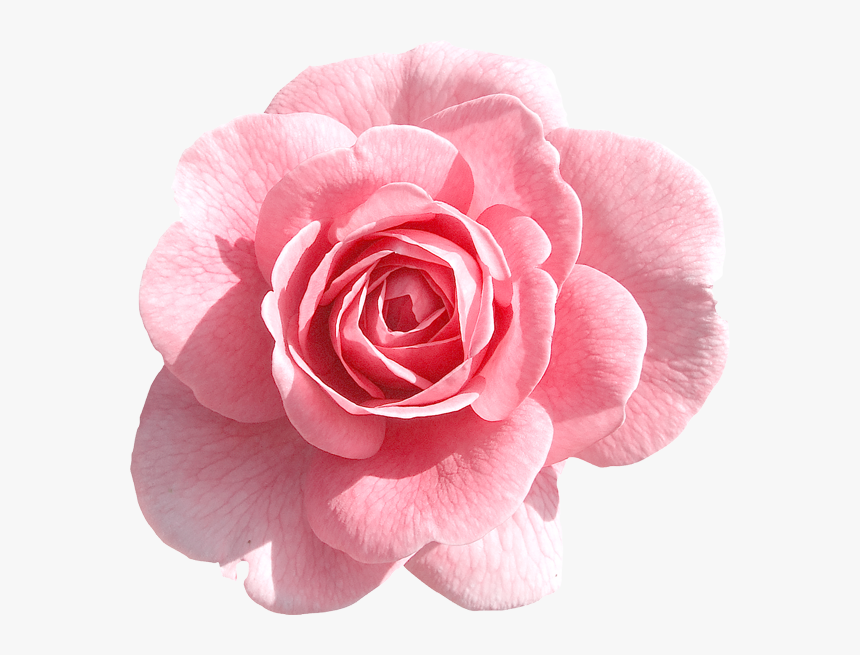 Pink Flower Transparent Background, HD Png Download