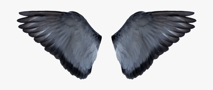 Background Editing Wings Hd, HD Png Download