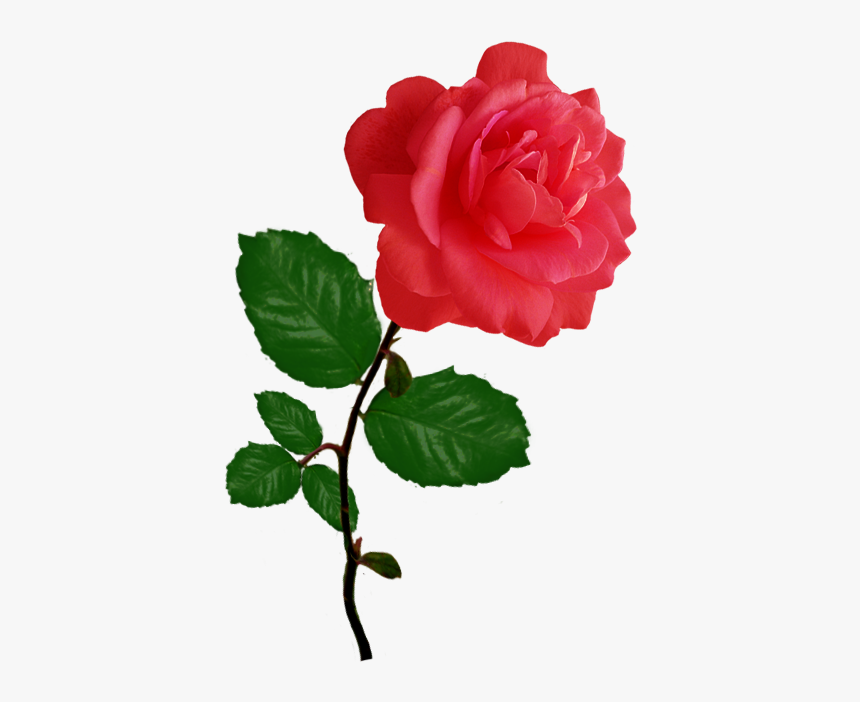 Red Red Rose Clipart - Pink Flower Single Rose, HD Png Download