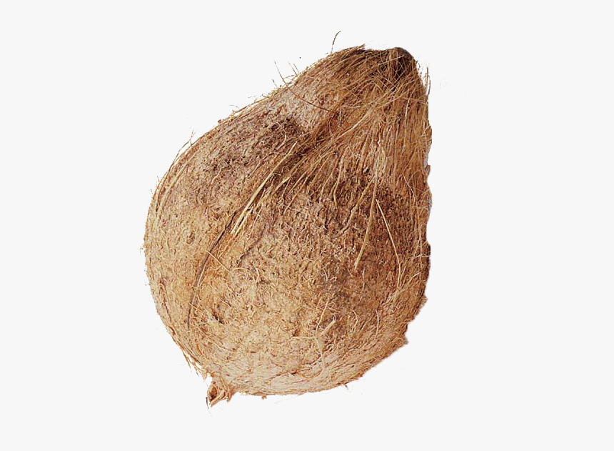 Coconut Download Free Png - Indian Coconut, Transparent Png