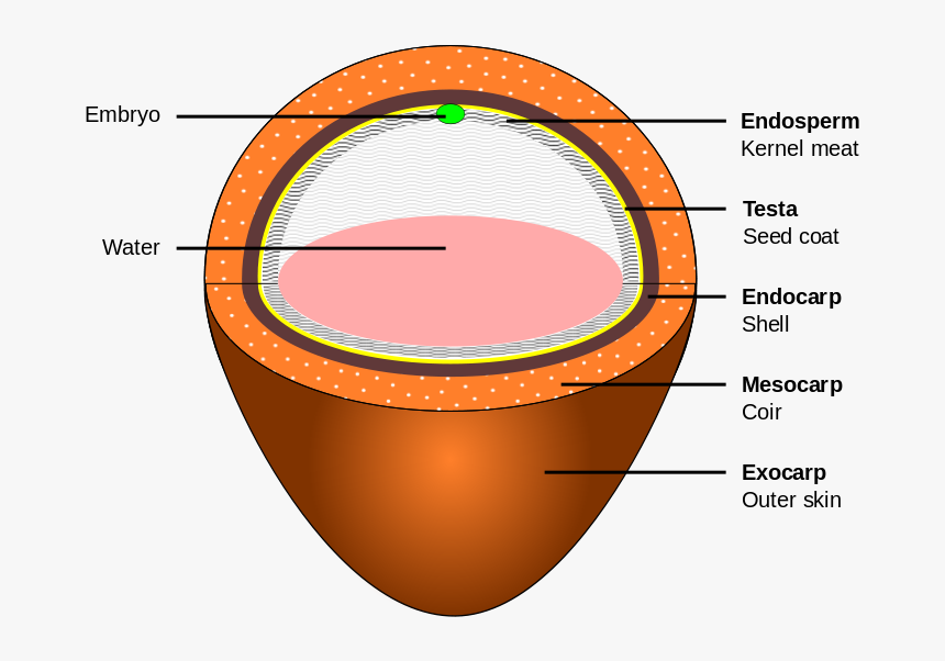 Coconut Layers, HD Png Download
