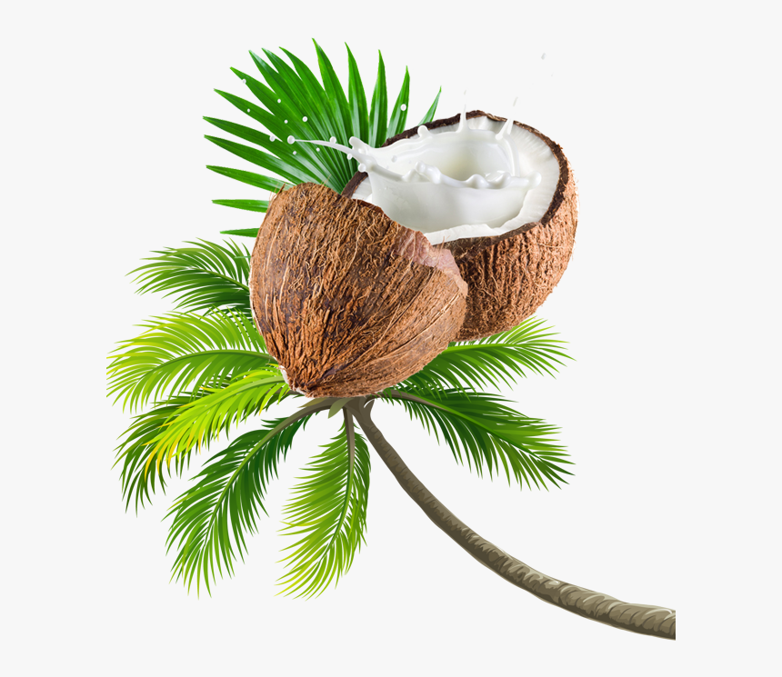 Coconut Tree Transparent Image - Beach Coconut Tree Png, Png Download