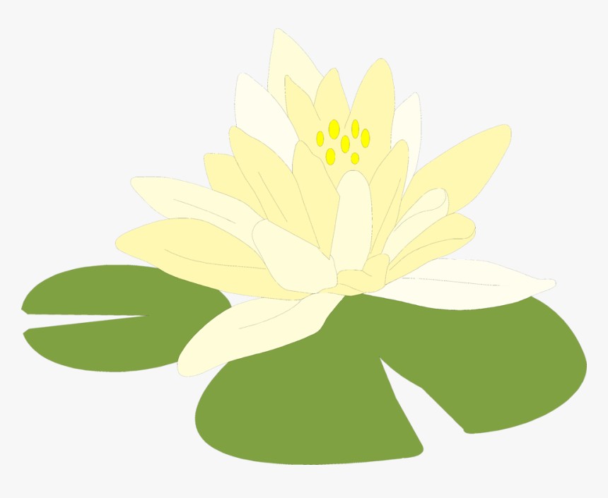 Magnolia-family - Lily Pads Transparent Background, HD Png Download
