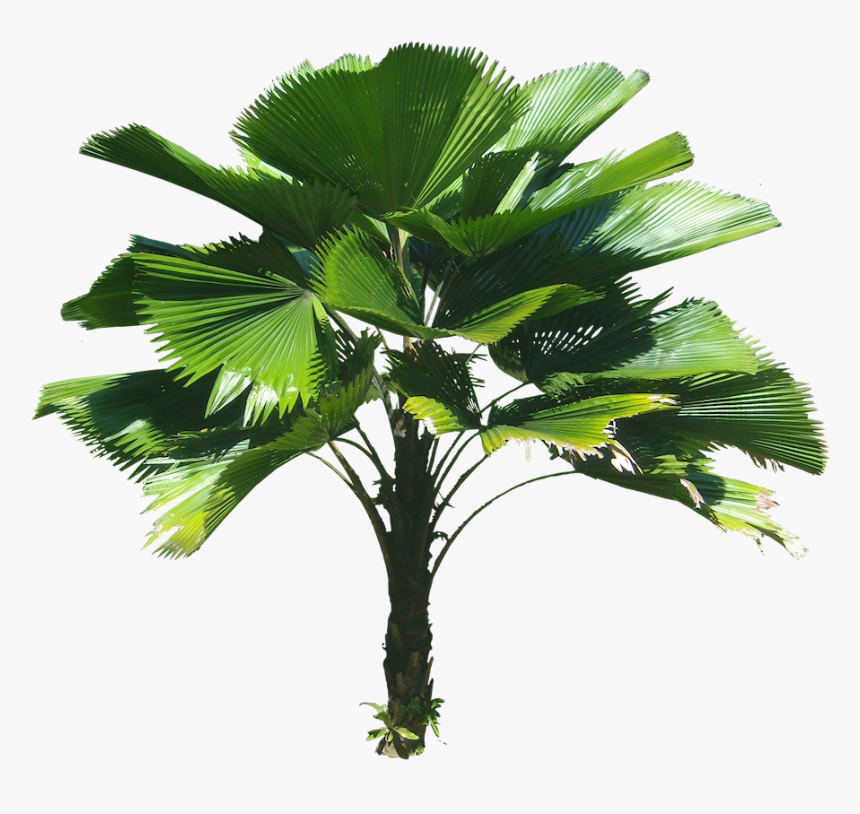 3d Coconut Tree Png - Licuala Grandis Png, Transparent Png