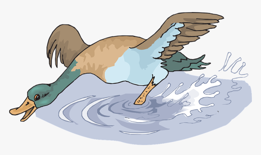 Water, Splash, Happy, Bird, Duck, Running, Wings, HD Png Download