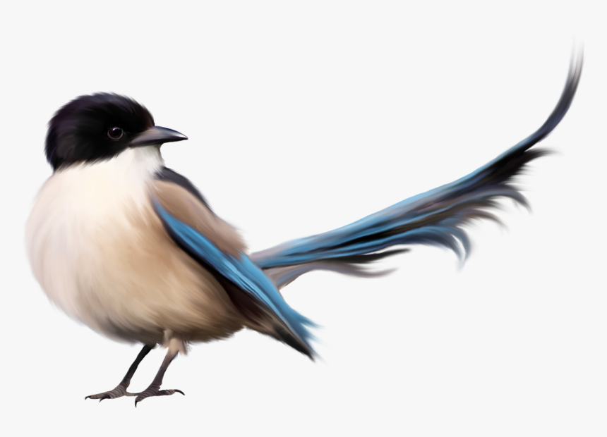 Free Bird Png Images - Bird Png, Transparent Png