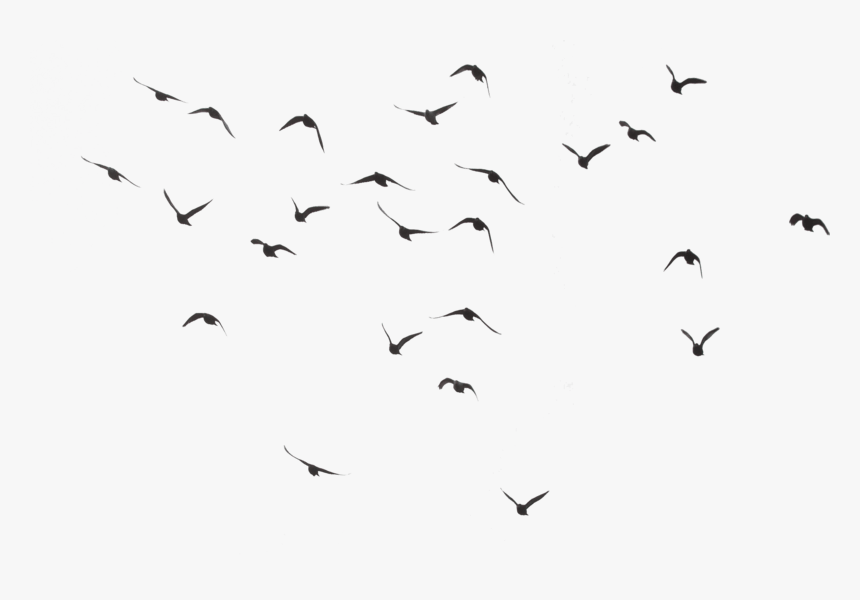 Birds Flying Transparent Background, HD Png Download , Transparent Png  Image - PNGitem