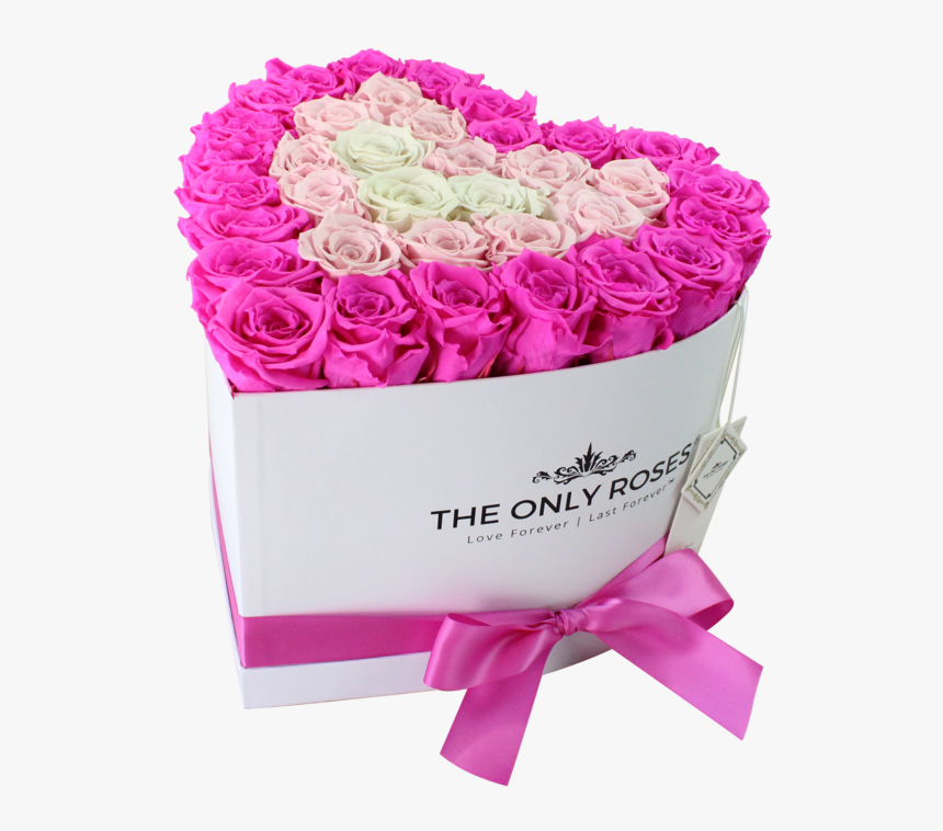 Garden Roses, HD Png Download