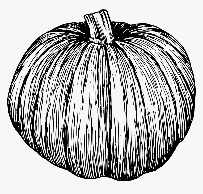 Transparent Vine Vector Png - Clipart Of Pumpkins Black And White, Png Download