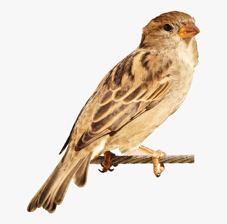 Sparrow Bird Png - Bird Image Hd Png, Transparent Png
