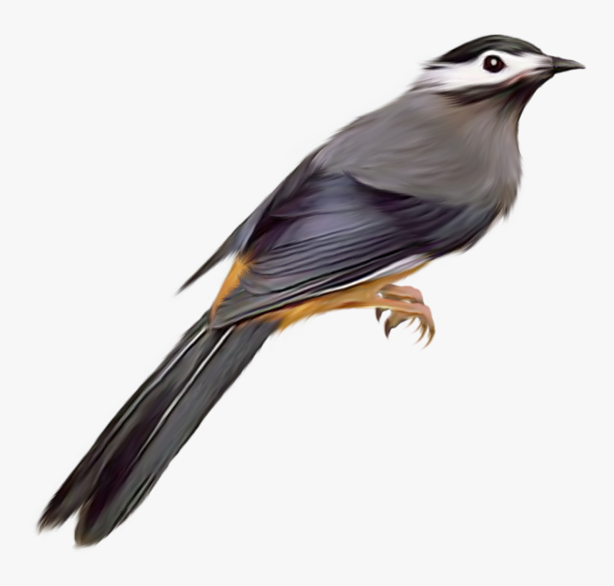 Download For Free Birds Transparent Png Image - Bird Image Transparent Background, Png Download