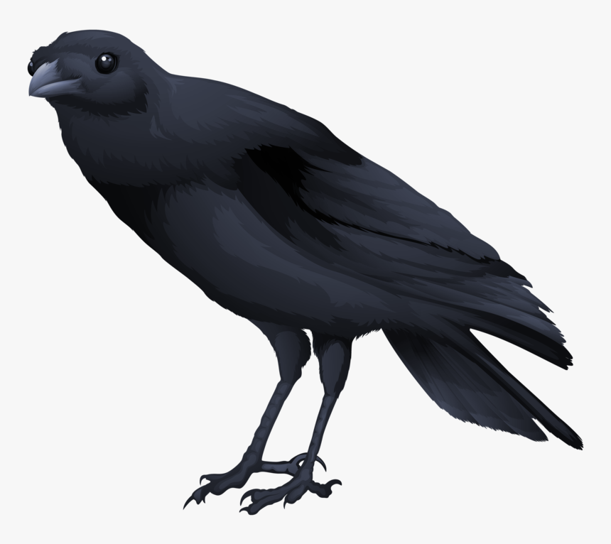 Black Bird Png, Transparent Png