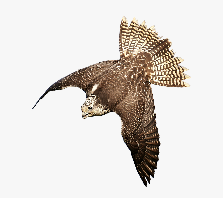 Download Free Falcon Birds Png Transparent Images Transparent - Bird Of Prey Transparent, Png Download