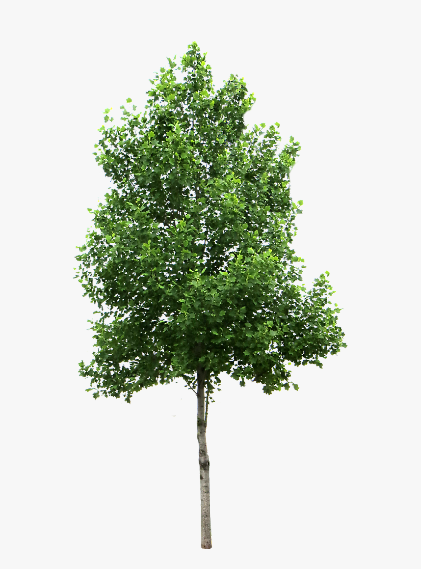 Small Trees Birch Deciduous Clip Art - Transparent Trees Png, Png Download