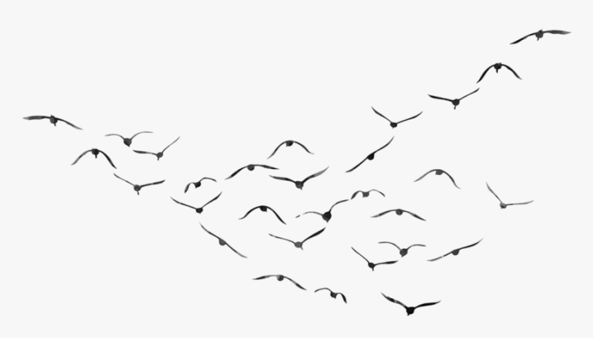 Png Peoplepng Com - Bird Picsart, Transparent Png