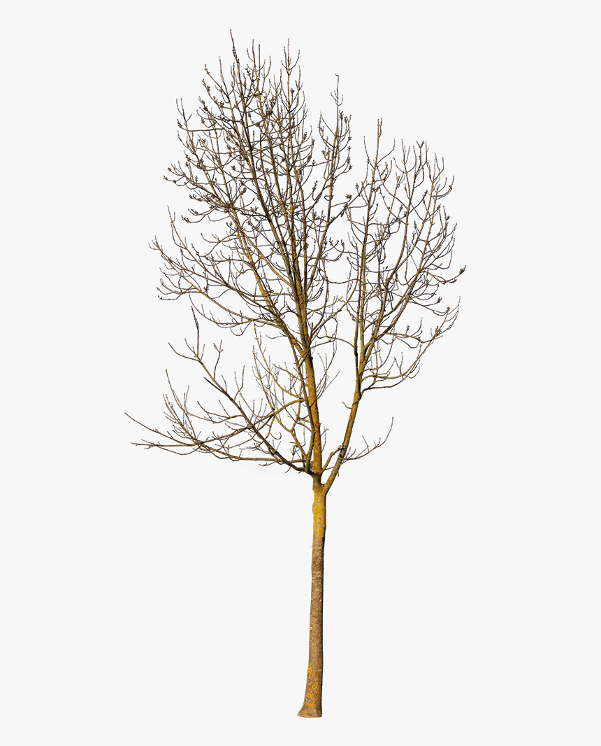 Small Trees In Winter, HD Png Download